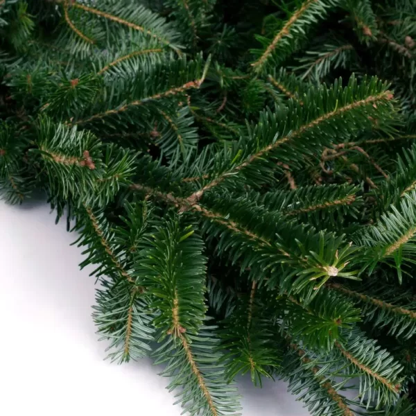 VAN ZYVERDEN 12 ft. Live Fresh Cut Blue Ridge Mountain Fraser Fir Coil Holiday Garland