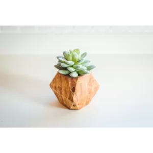 Flora Bunda 4.5 in. Set of 2 Faux Succulent in Wood Pot