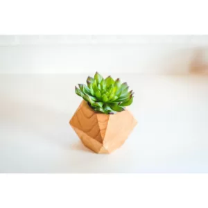 Flora Bunda 4.5 in. Set of 2 Faux Succulent in Wood Pot