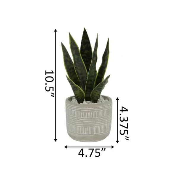 Flora Bunda 12 in. Snake Plant in 4.75 in. Arrow Cement Planter