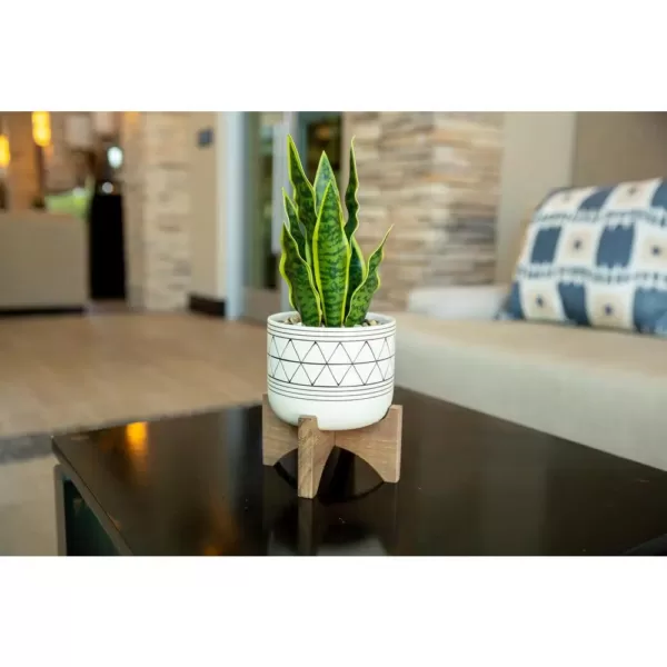 Flora Bunda 12 in. Snake Plant in Black GEO Paint White Ceramic Pot on Wood Stand