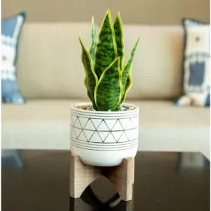 Flora Bunda 12 in. Snake Plant in Black GEO Paint White Ceramic Pot on Wood Stand