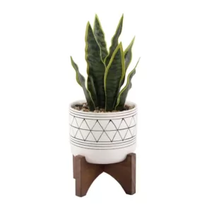 Flora Bunda 12 in. Snake Plant in Black GEO Paint White Ceramic Pot on Wood Stand