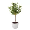 Flora Bunda 28 in. Faux Olive Tree in 7.25 in. Gray Cement Pot