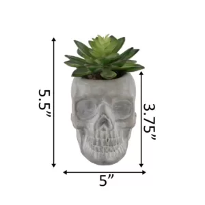 Flora Bunda 5 in. x 3 in. Halloween Artificial Succulent in Gray Cement Sugar Skull