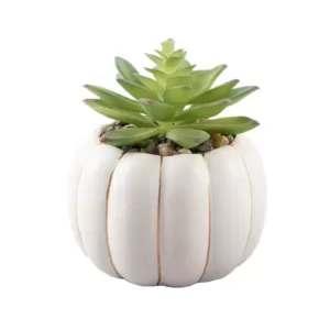 Flora Bunda 5 in. H Fall Harvest Artificial Plant Green Faux Succulent in 4 in. Cream Ceramic Pumpkin Pot with Gold Line