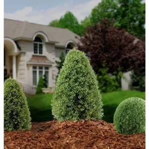 National Tree Company 3 ft. Boxwood Tree in Dark Green Round Plastic Urn