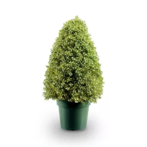 National Tree Company 3 ft. Boxwood Tree in Dark Green Round Plastic Urn