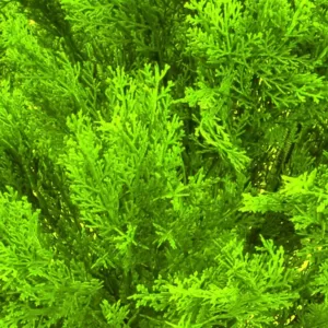 National Tree Company 15 in. Golden Juniper Bush with Green Pot