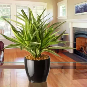 National Tree Company 10.5 in. Mini Dracaena