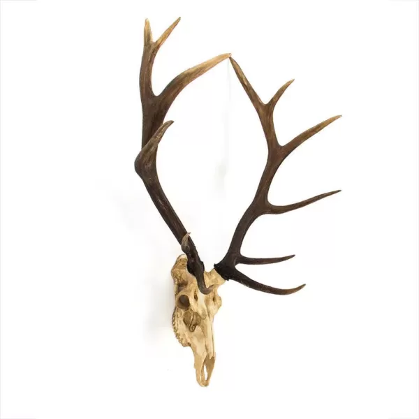 Zentique Polyresin Cast Off-White and Ombre Brown Antler Deer Skull