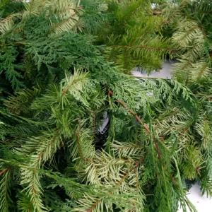 VAN ZYVERDEN 25 ft. Live Fresh Cut Pacific Northwest Douglas and Cedar Mix Coil Garland